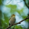 Budnicek lesni - Phylloscopus sibilatrix - Wood Warbler 1801-Edit-2